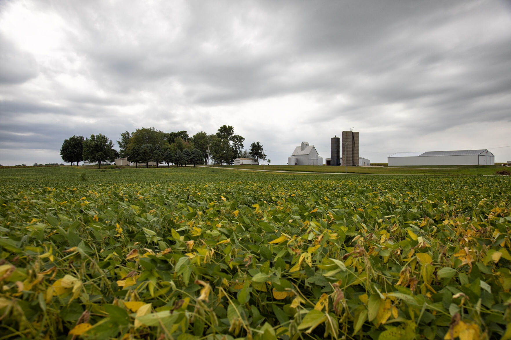 Harvest is near
